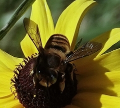Megachile fortis