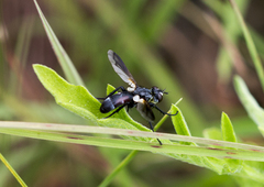 Trichopoda lanipes