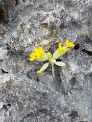 Primula veris