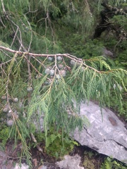Juniperus flaccida