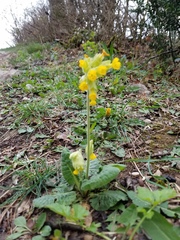 Primula veris