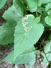 Liriomyza limopsis