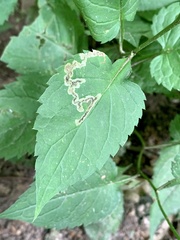 Liriomyza limopsis