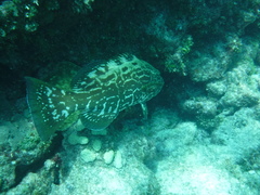 Mycteroperca bonaci