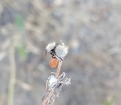 Dasymutilla coccineohirta