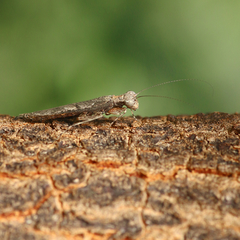 Amorphoscelis annulicornis