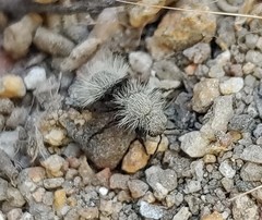 Dasymutilla coccineohirta