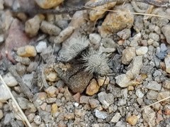 Dasymutilla coccineohirta