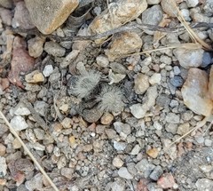 Dasymutilla coccineohirta