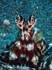 Thaumoctopus mimicus
