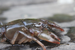 Lacunicambarus nebrascensis