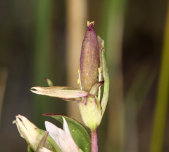 Gentianella amarella acuta