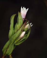 Gentianella amarella acuta