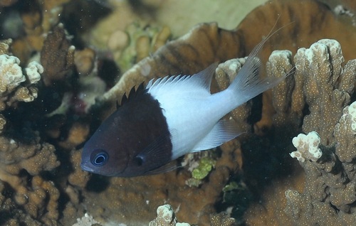 Half-and-half Chromis