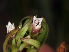Gentianella amarella acuta