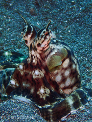 Thaumoctopus mimicus