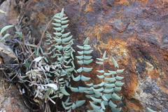 Pellaea bridgesii image