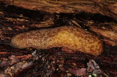 Philomycus flexuolaris