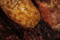 Philomycus flexuolaris