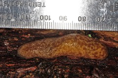 Philomycus flexuolaris