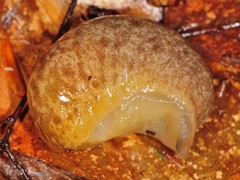 Philomycus flexuolaris