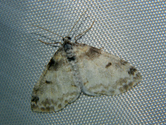 Lobophora nivigerata