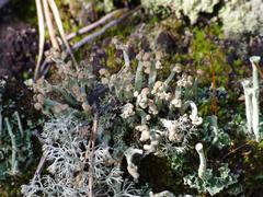 Cladonia botrytes