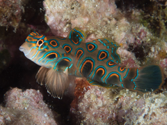 Painted Dragonet photo 2