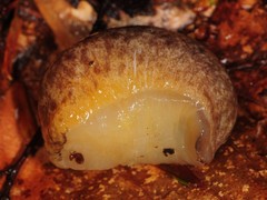 Philomycus flexuolaris