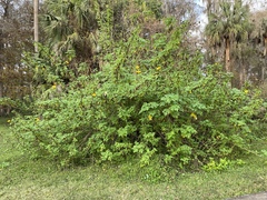 Tithonia diversifolia image