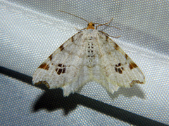 Macaria notata