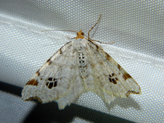 Macaria notata