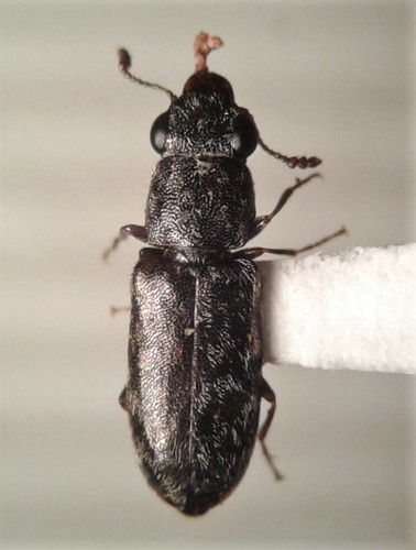 Otni Insect Subfamily Othniinae · iNaturalist