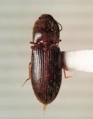 Horistonotus simplex