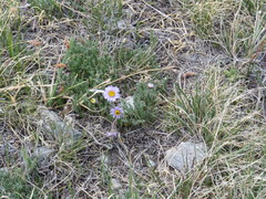 Erigeron pinnatisectus
