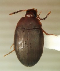 Platydema nigrata