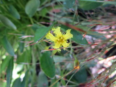 Villarsia capensis