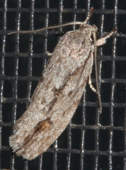 Agriophara leptosemela