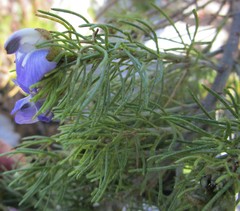 Psoralea speciosa