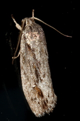 Agriophara leptosemela