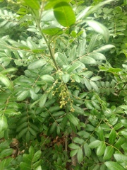 Rhus pachyrrhachis