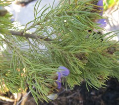 Psoralea speciosa