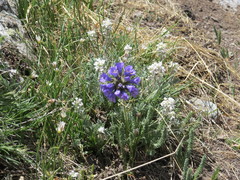 Polemonium viscosum