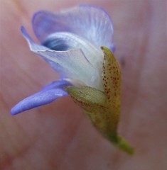Psoralea speciosa