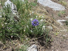Polemonium viscosum