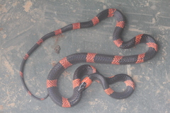 Oxyrhopus petolarius