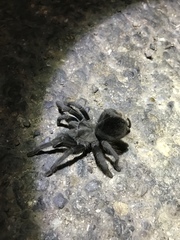 Aphonopelma steindachneri