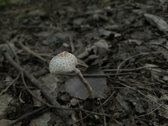 Verrucosporaceae