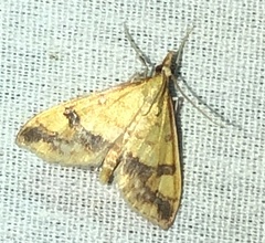 Choristostigma plumbosignalis