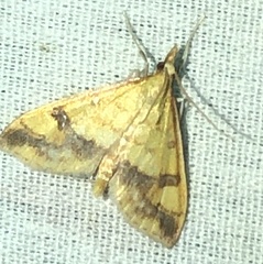 Choristostigma plumbosignalis